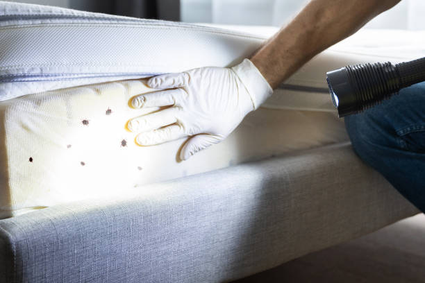 Best Cockroach Control Services  in Salem, MO