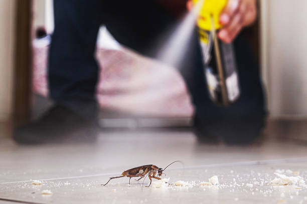 Best Affordable Pest Control Services  in Salem, MO